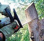 Best Fruit Tree Pruning  in Littlestown, PA