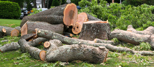 Best Emergency Tree Removal  in Littlestown, PA