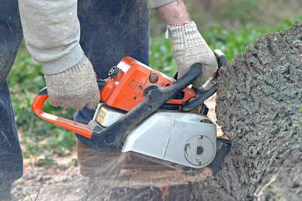 Best Tree Health Inspection  in Littlestown, PA