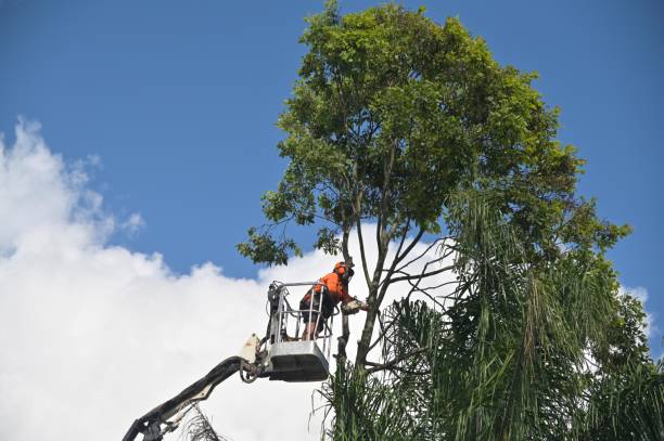 Best Arborist Consultation Services  in Littlestown, PA